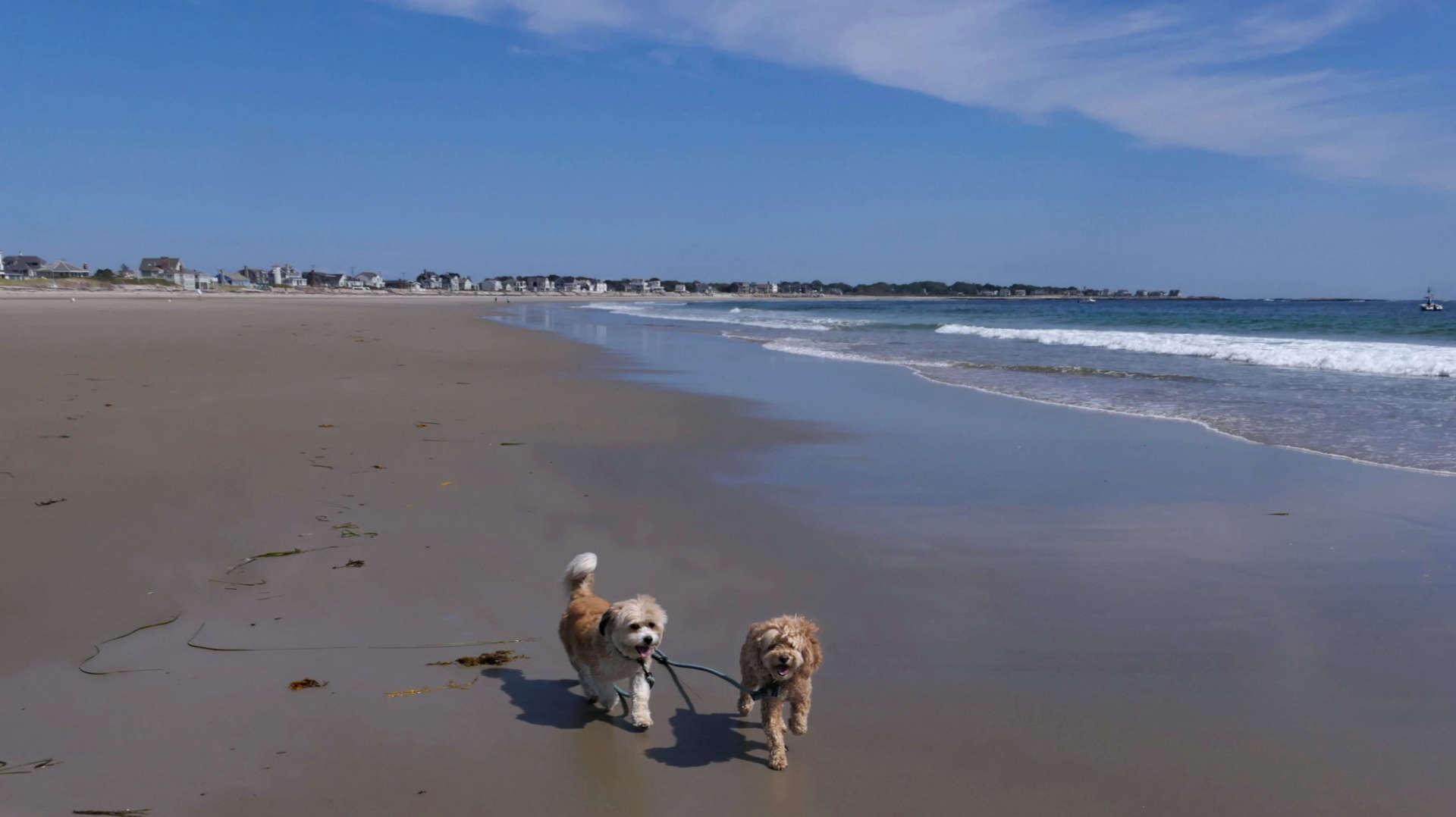 Biddeford3