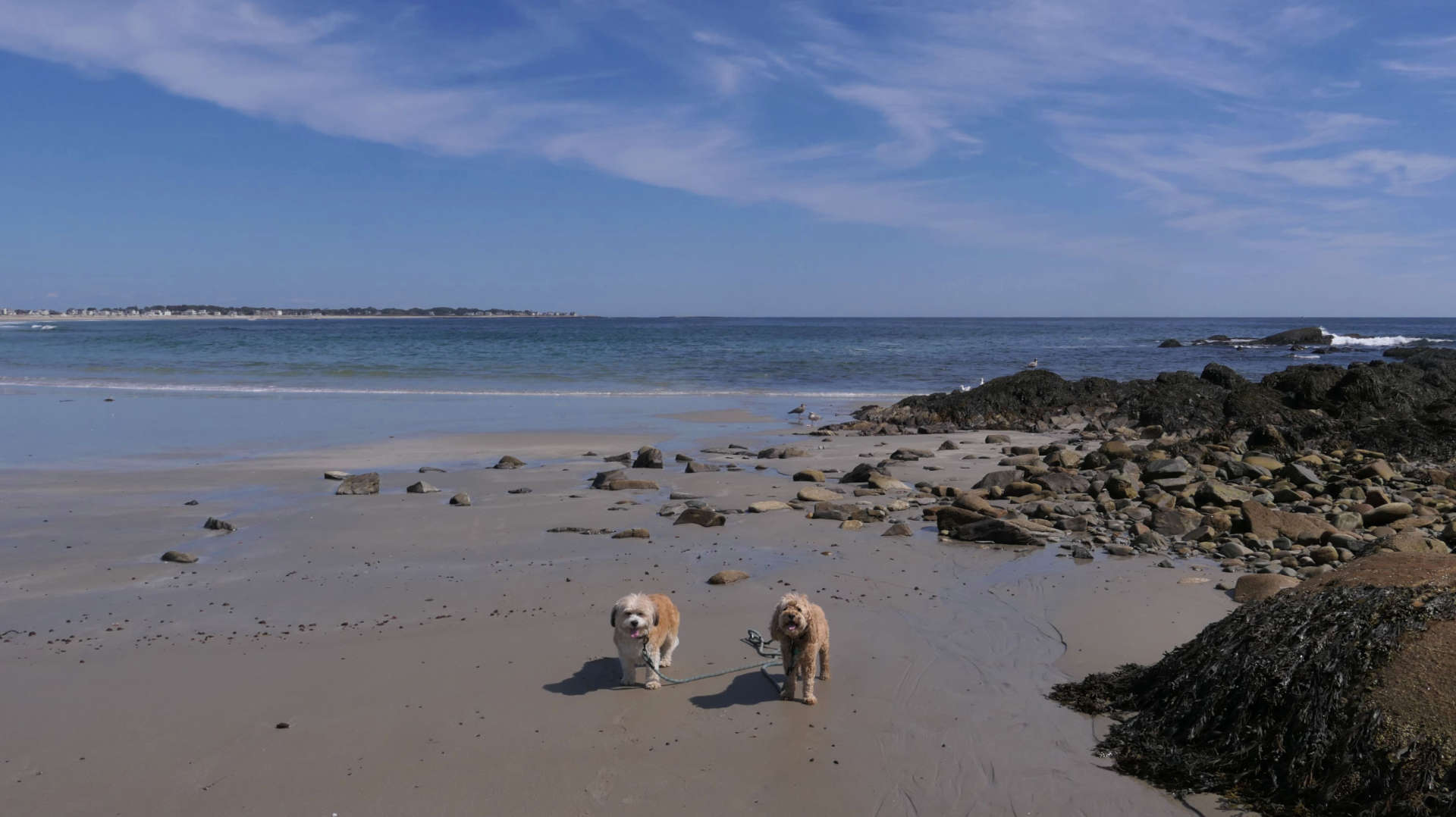 Biddeford8