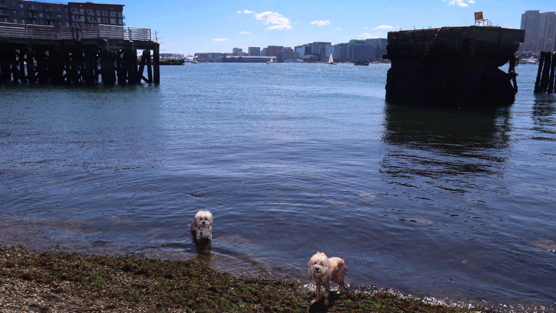 Boston436