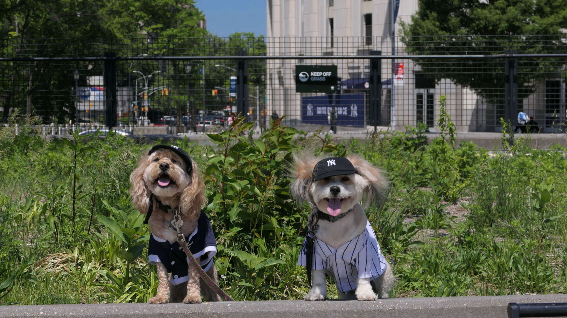 Bronx113