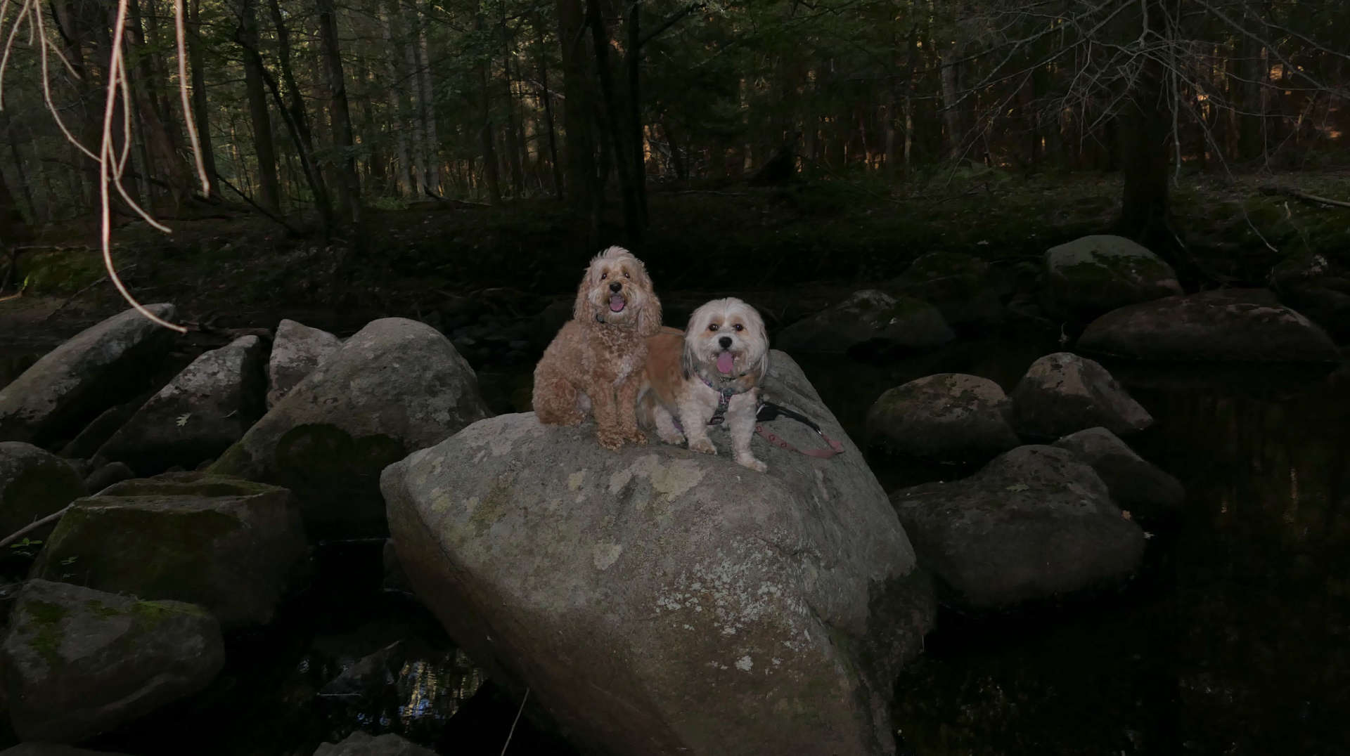 Nipmuc River Trail