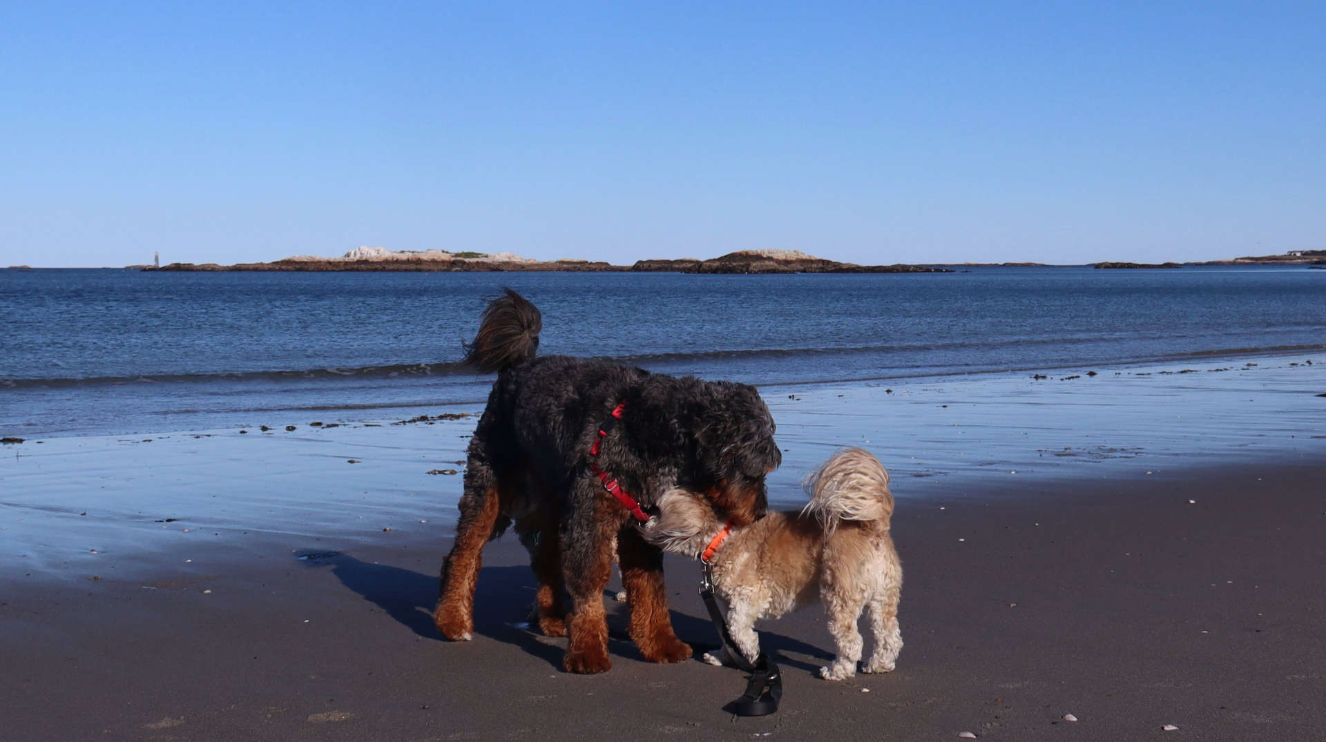 Cohasset55