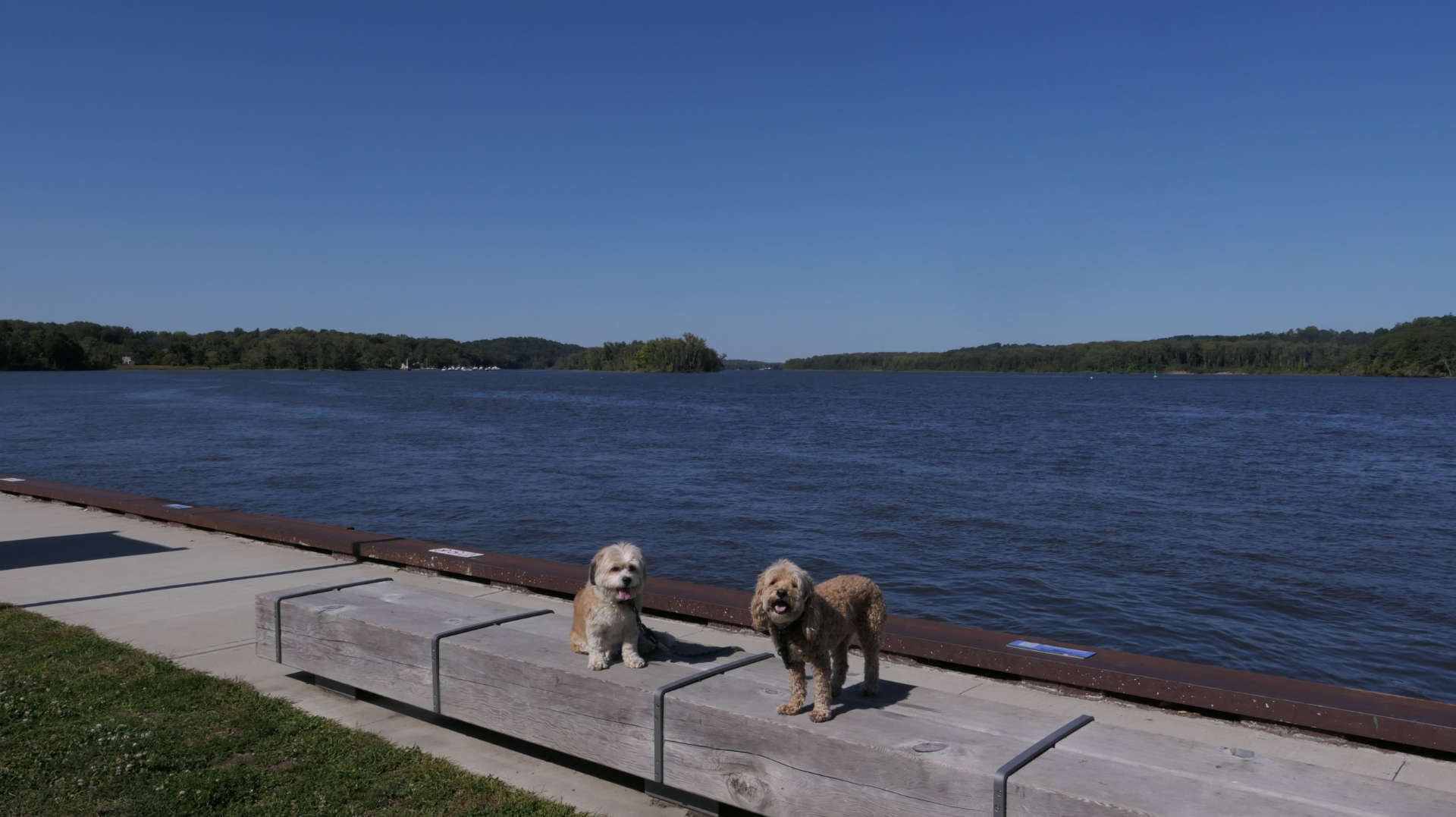 Coxsackie13