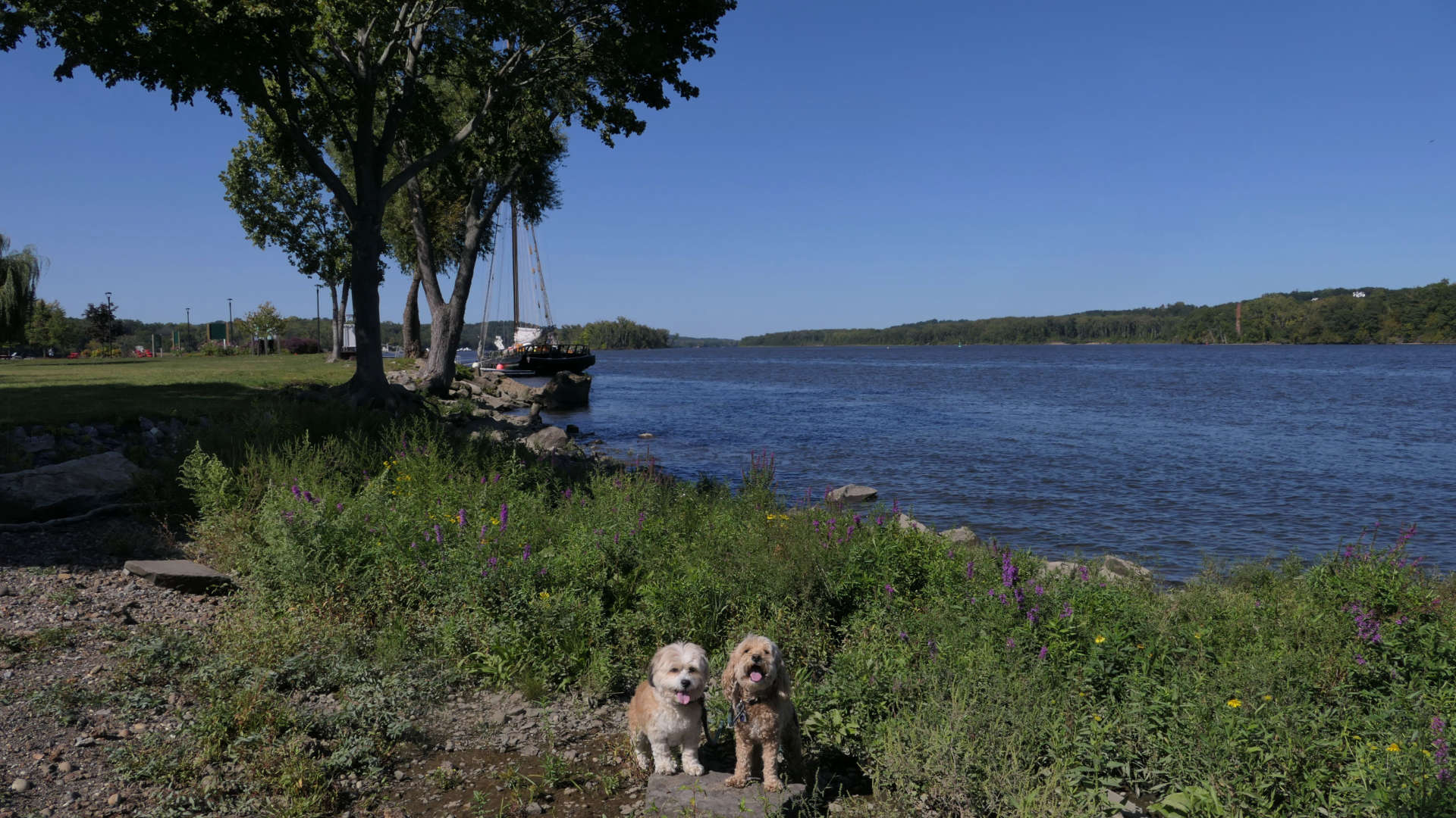 Coxsackie8