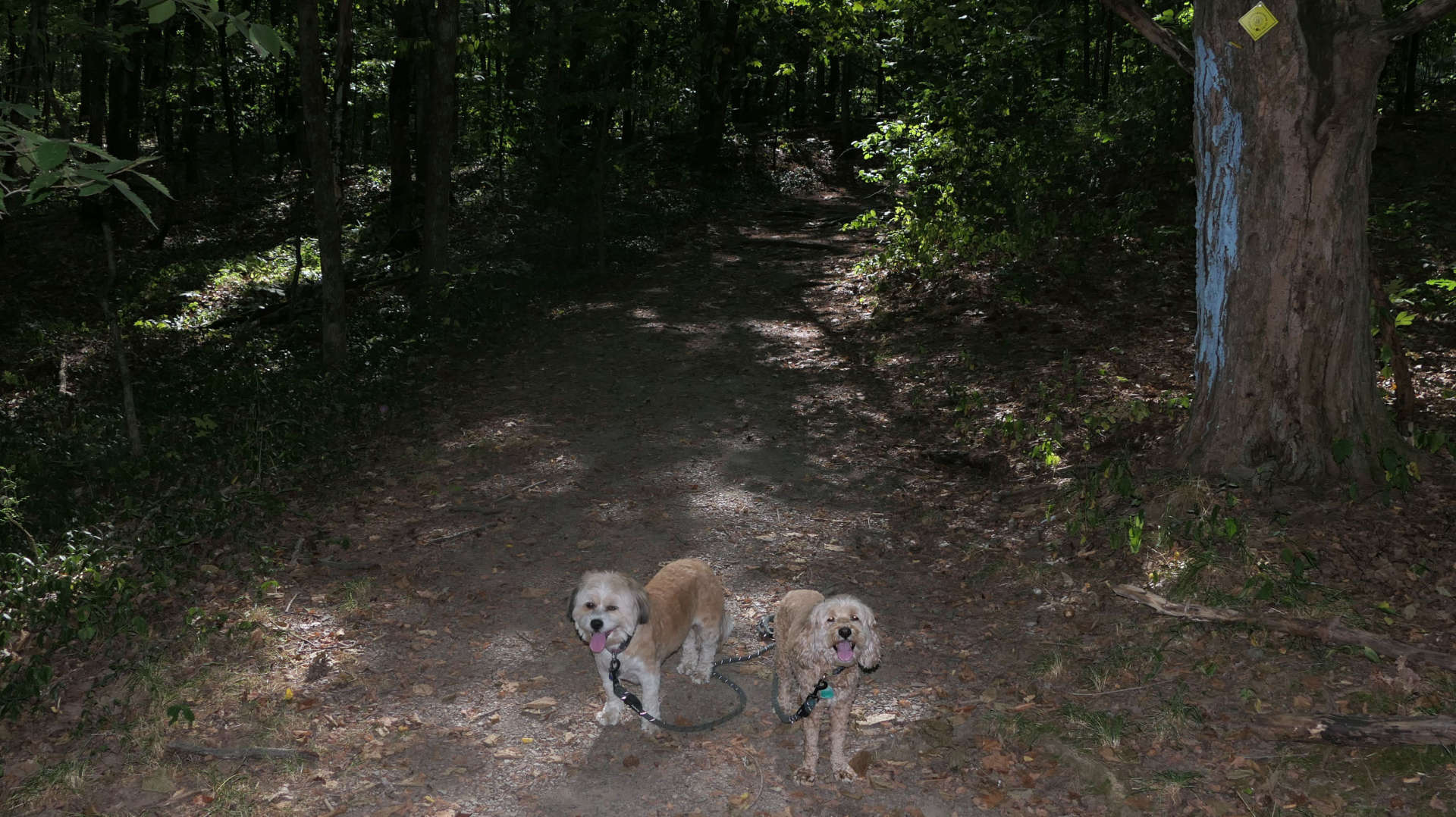 East_Greenbush5