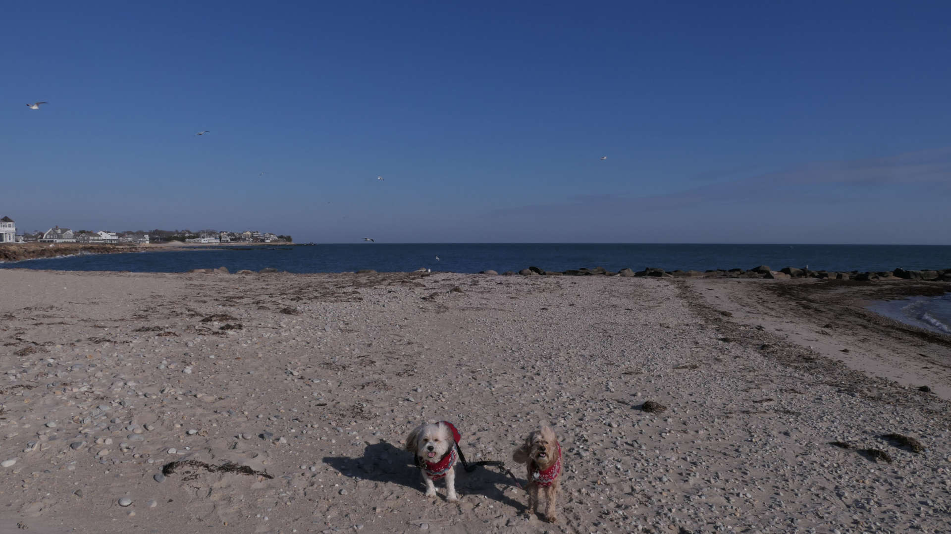 Falmouth23