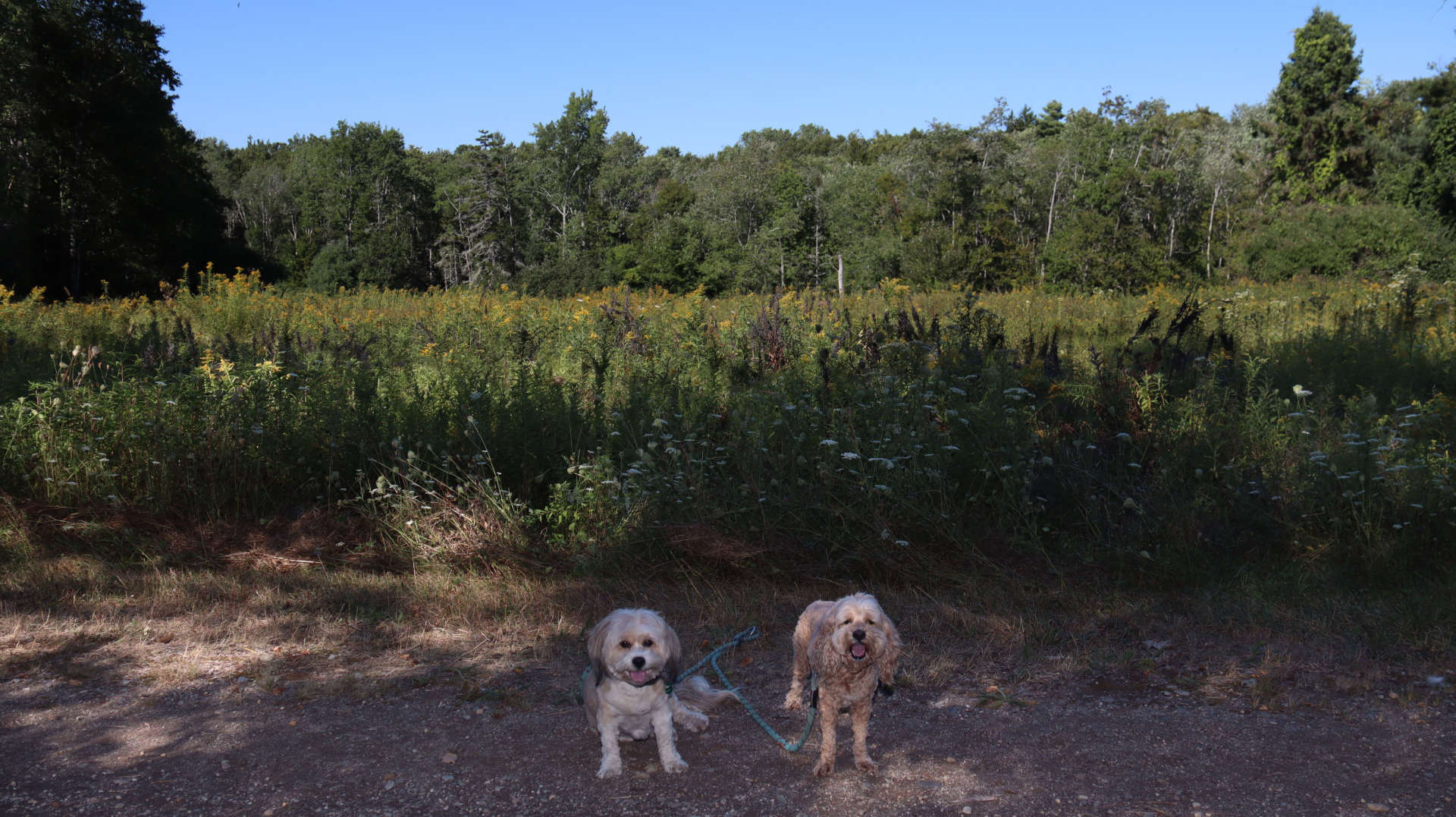 Harpswell13