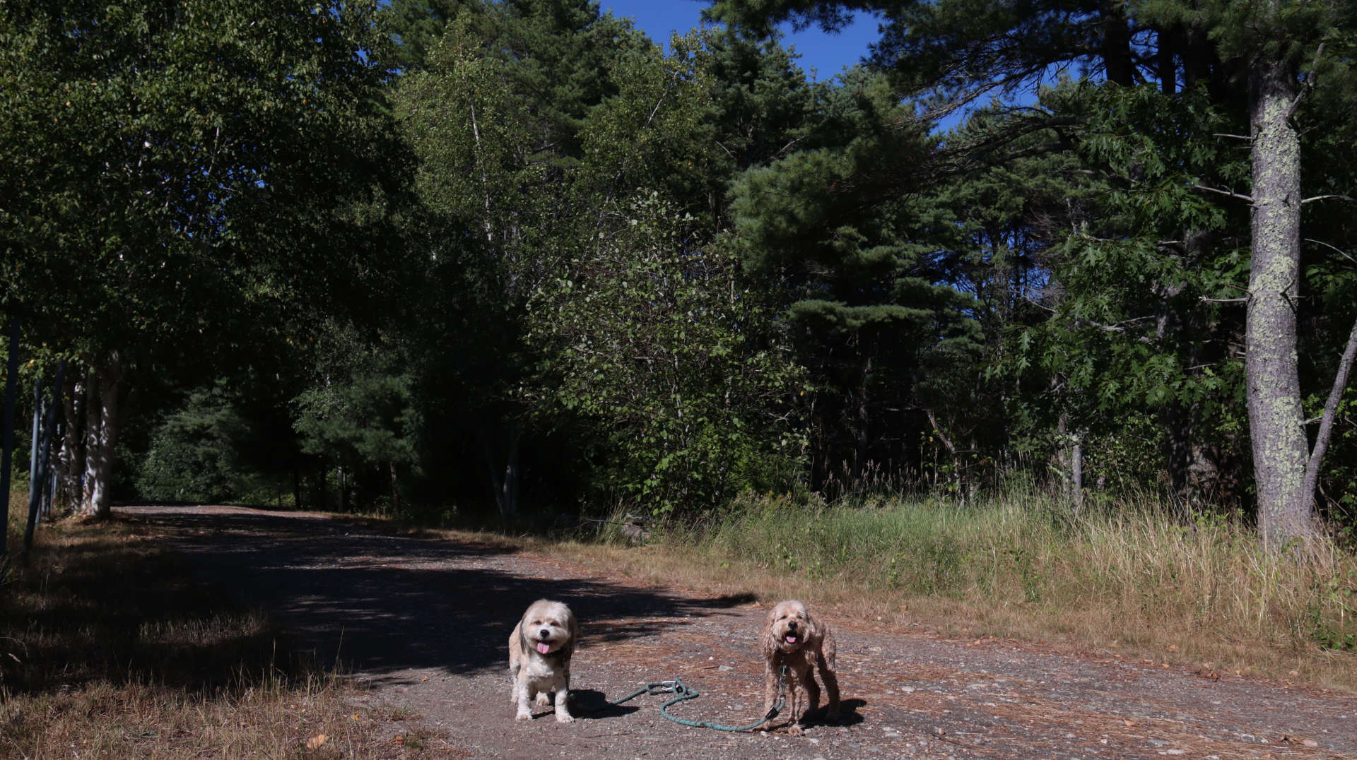 Harpswell14