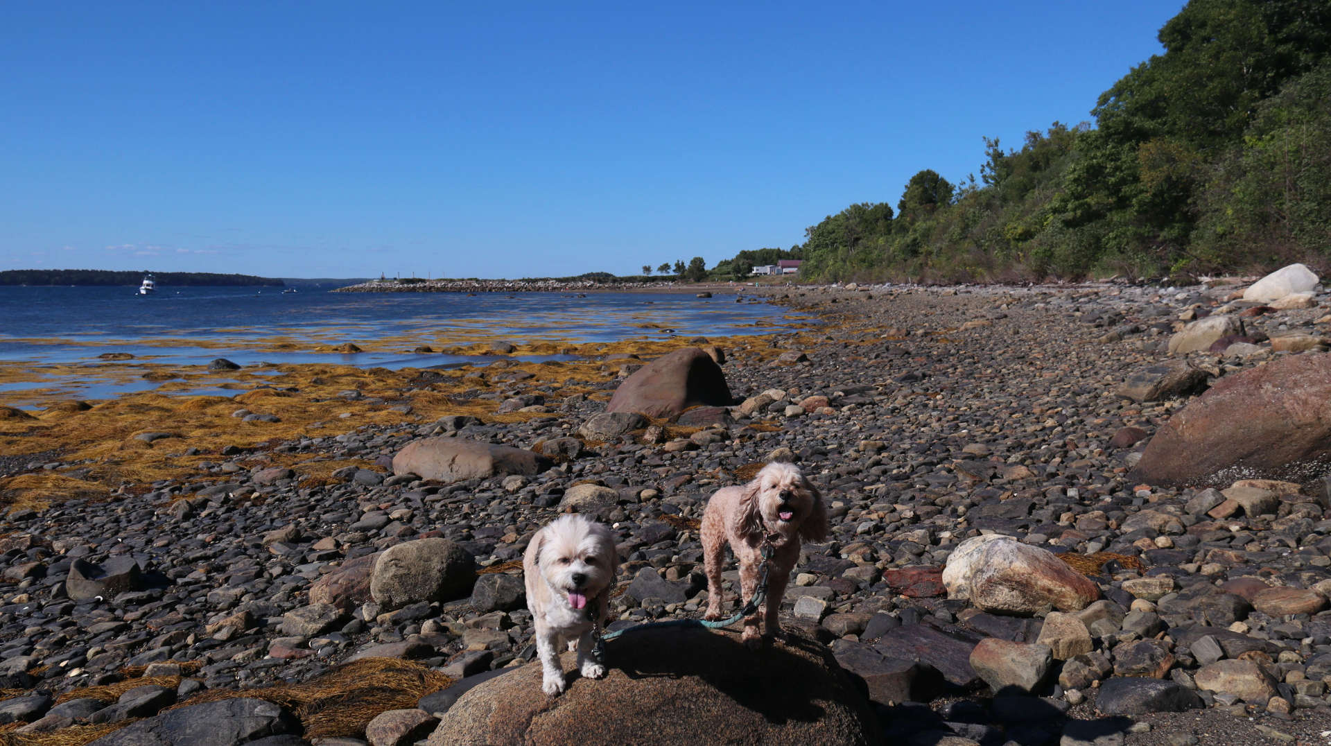 Harpswell22