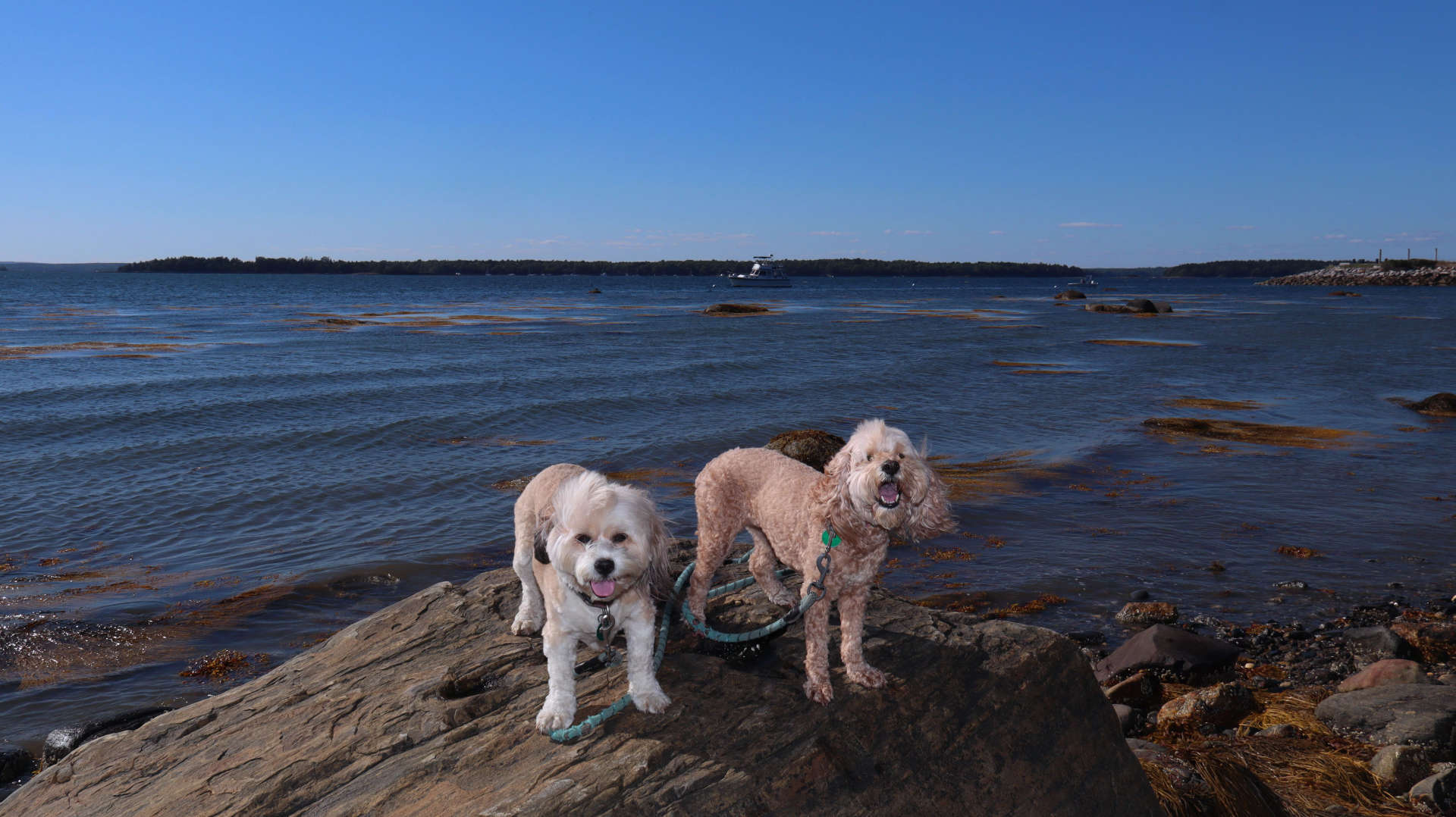 Harpswell23