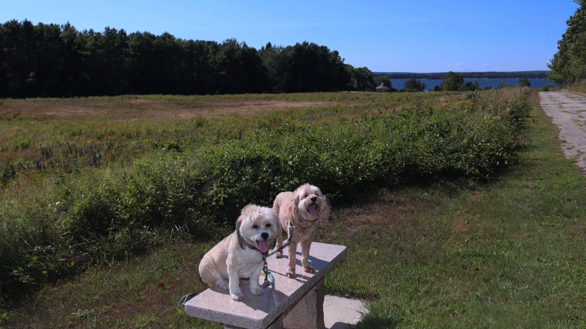 Harpswell9