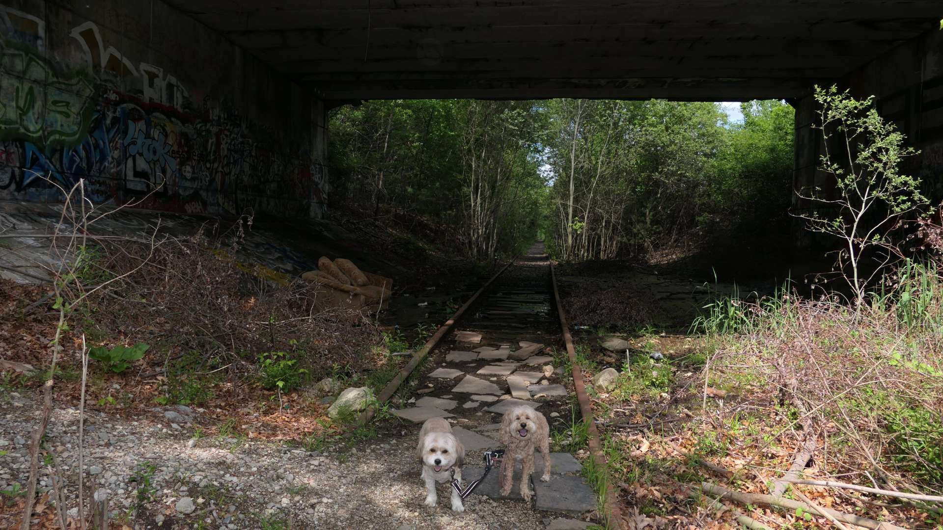 Needham3