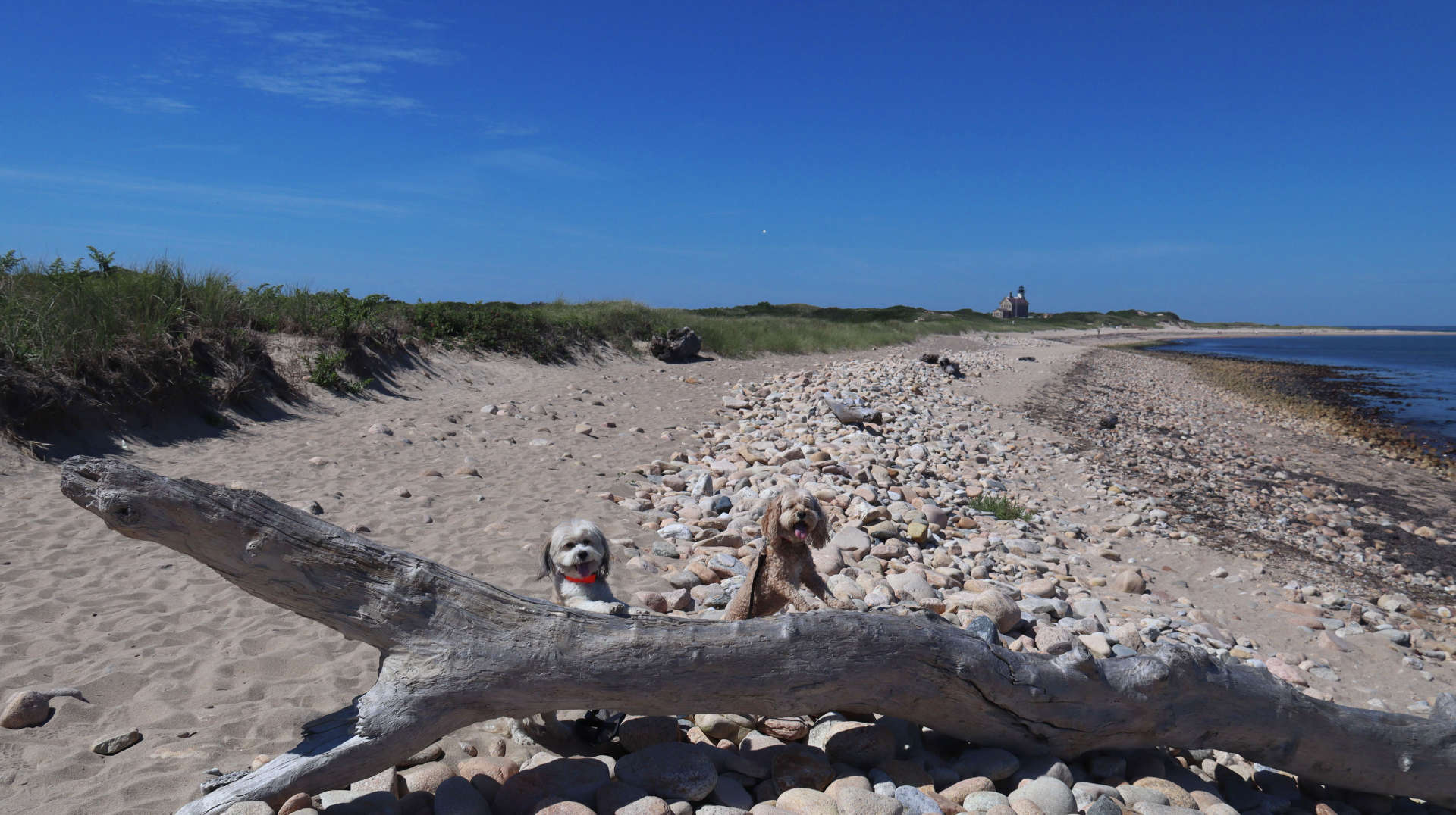 New_Shoreham278
