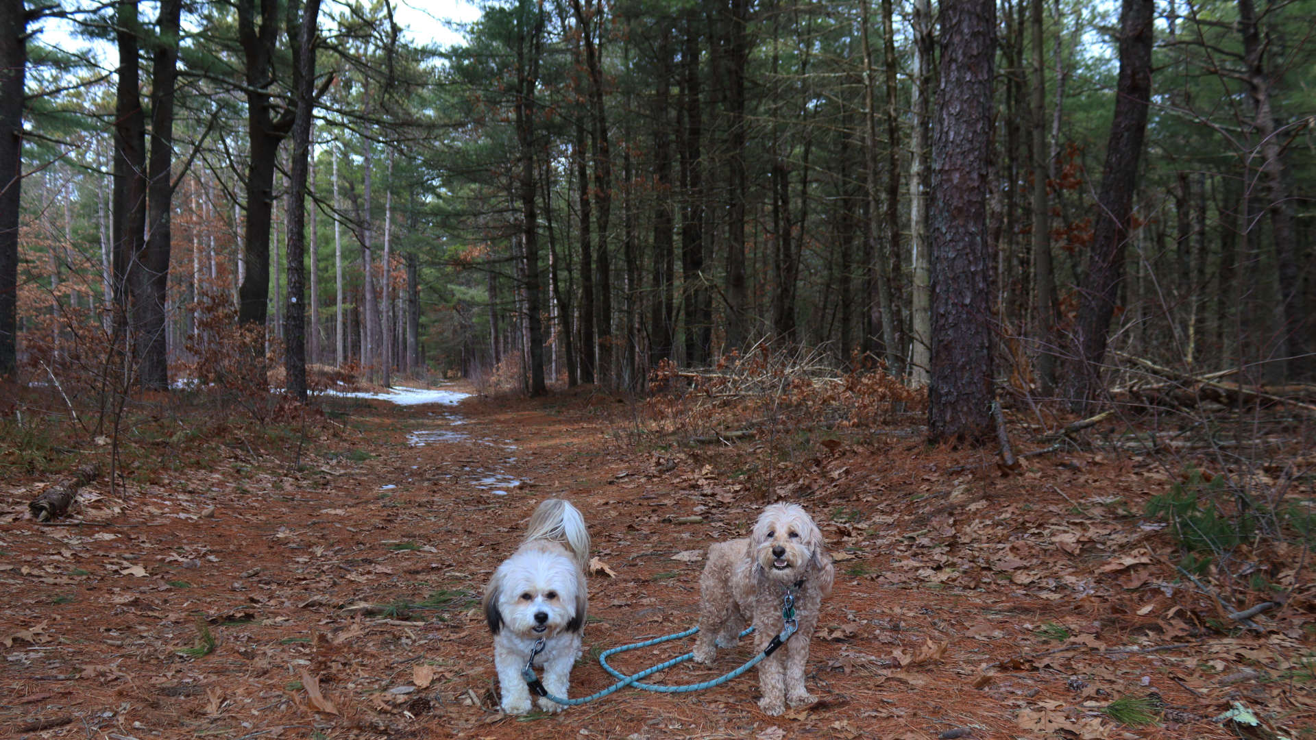 North_Attleborough23