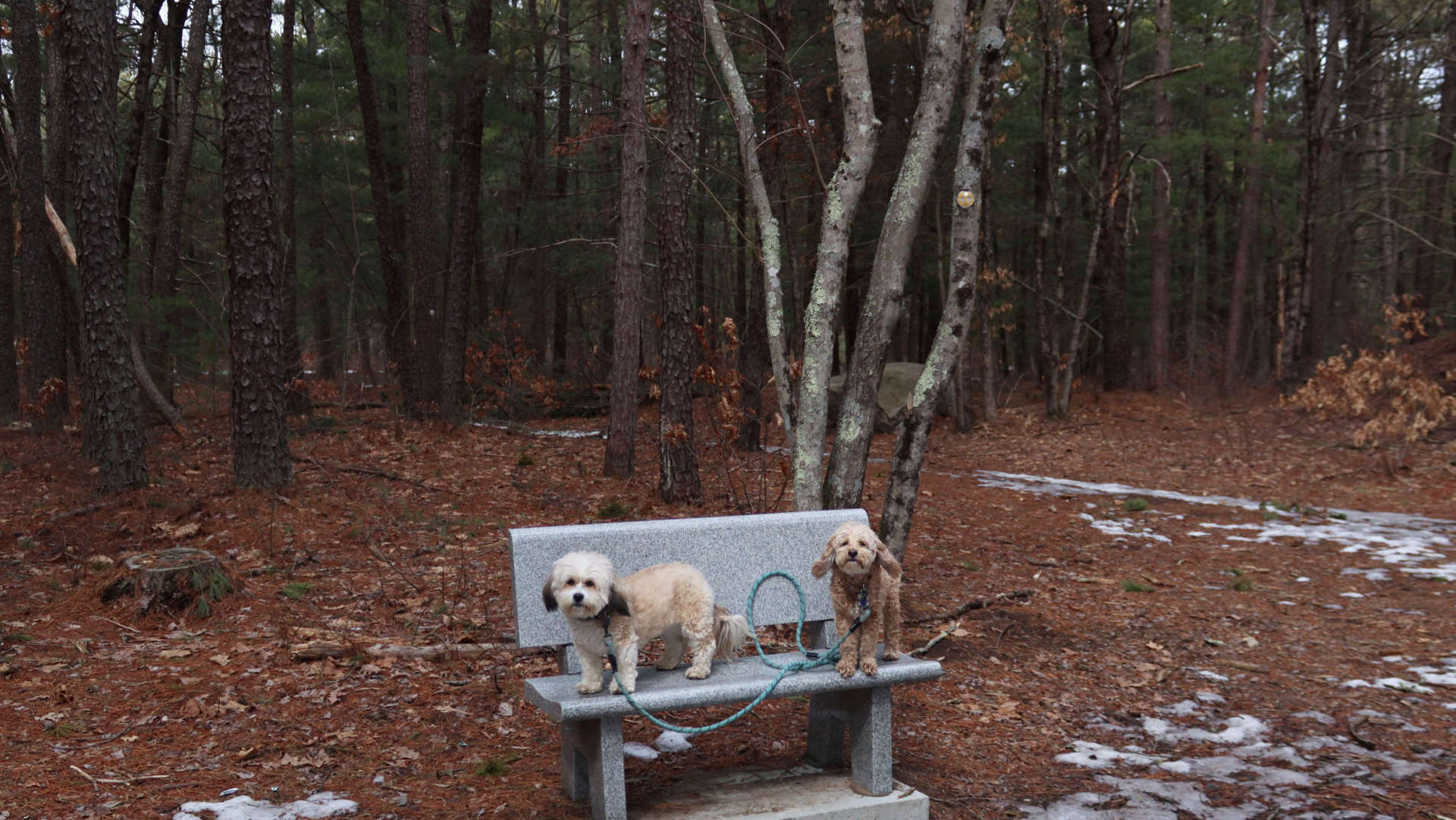 North_Attleborough24