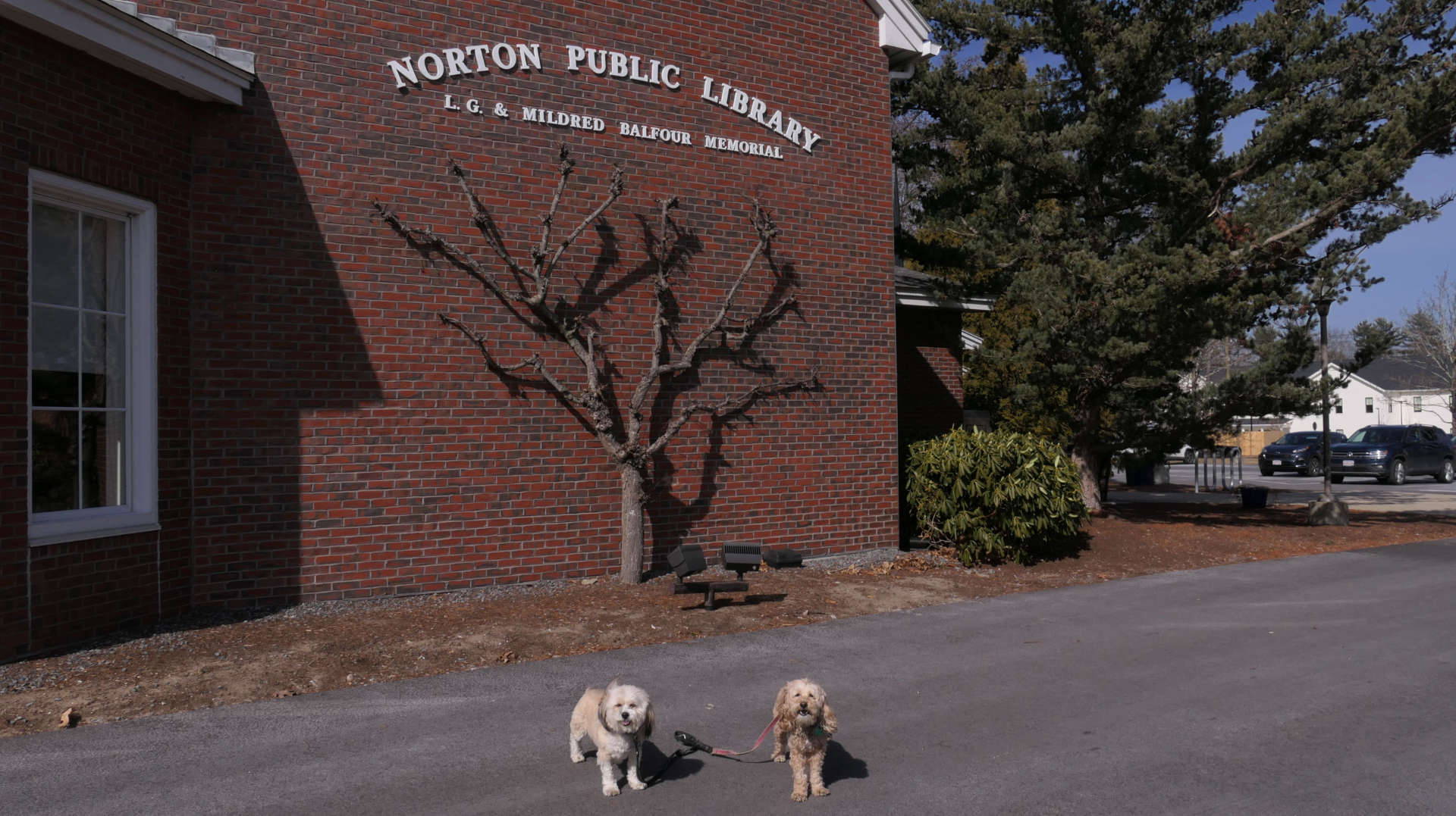 Norton17