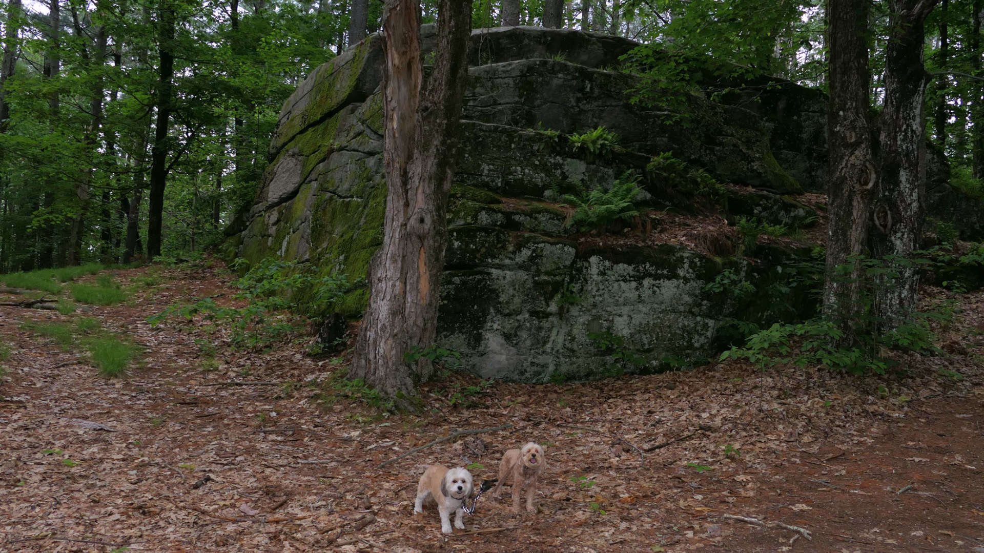 Princeton