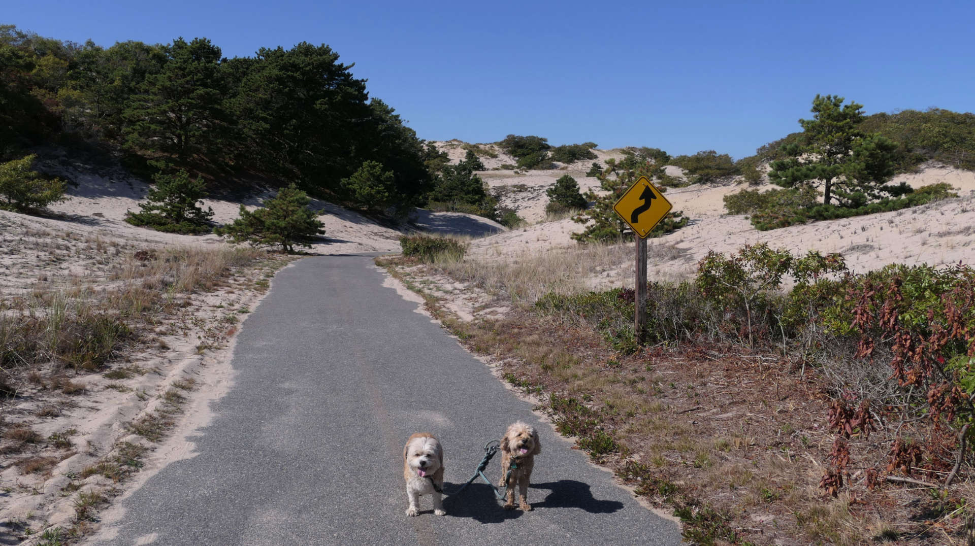 Provincetown100