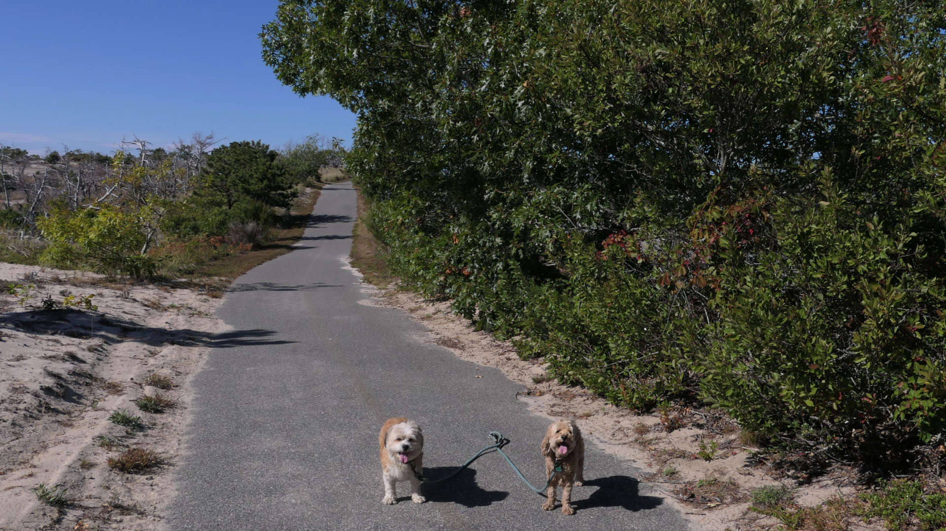 Provincetown102