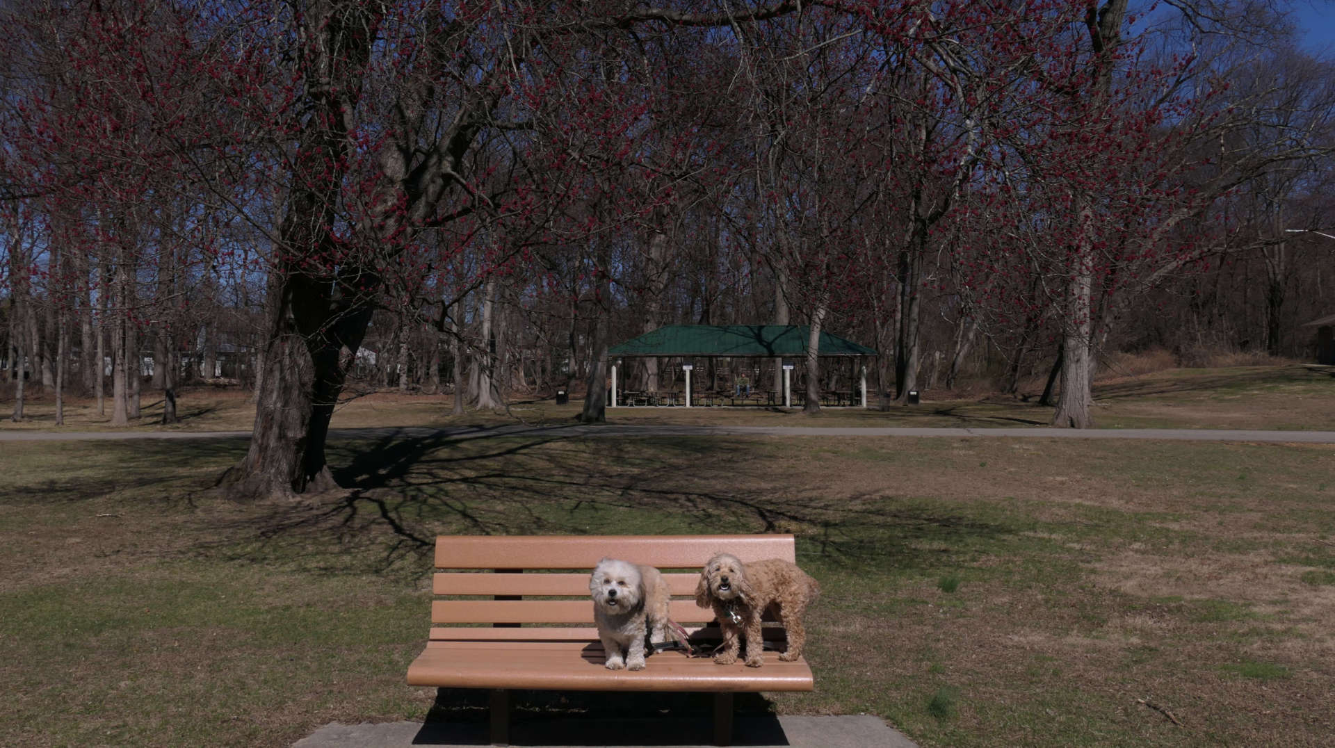 Rochelle_Park5
