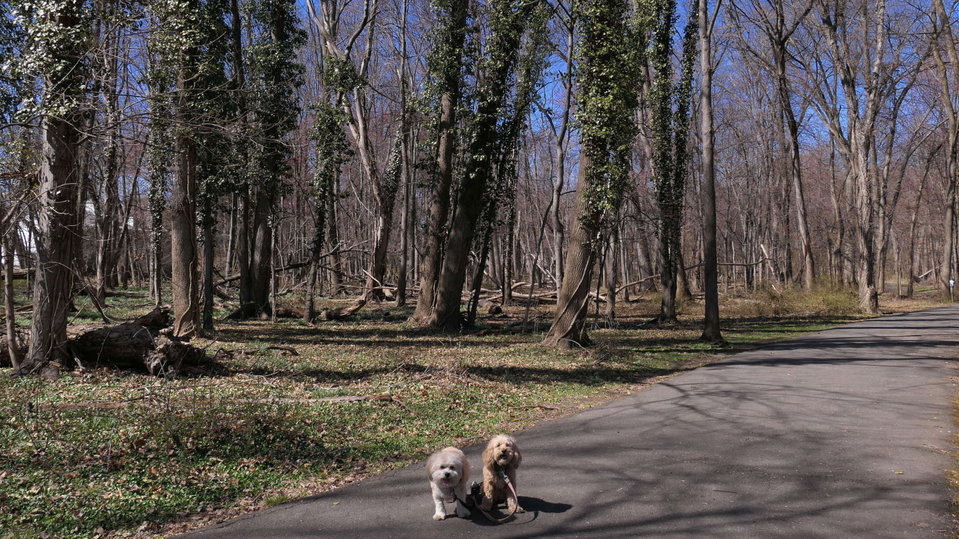 Saddle_Brook5