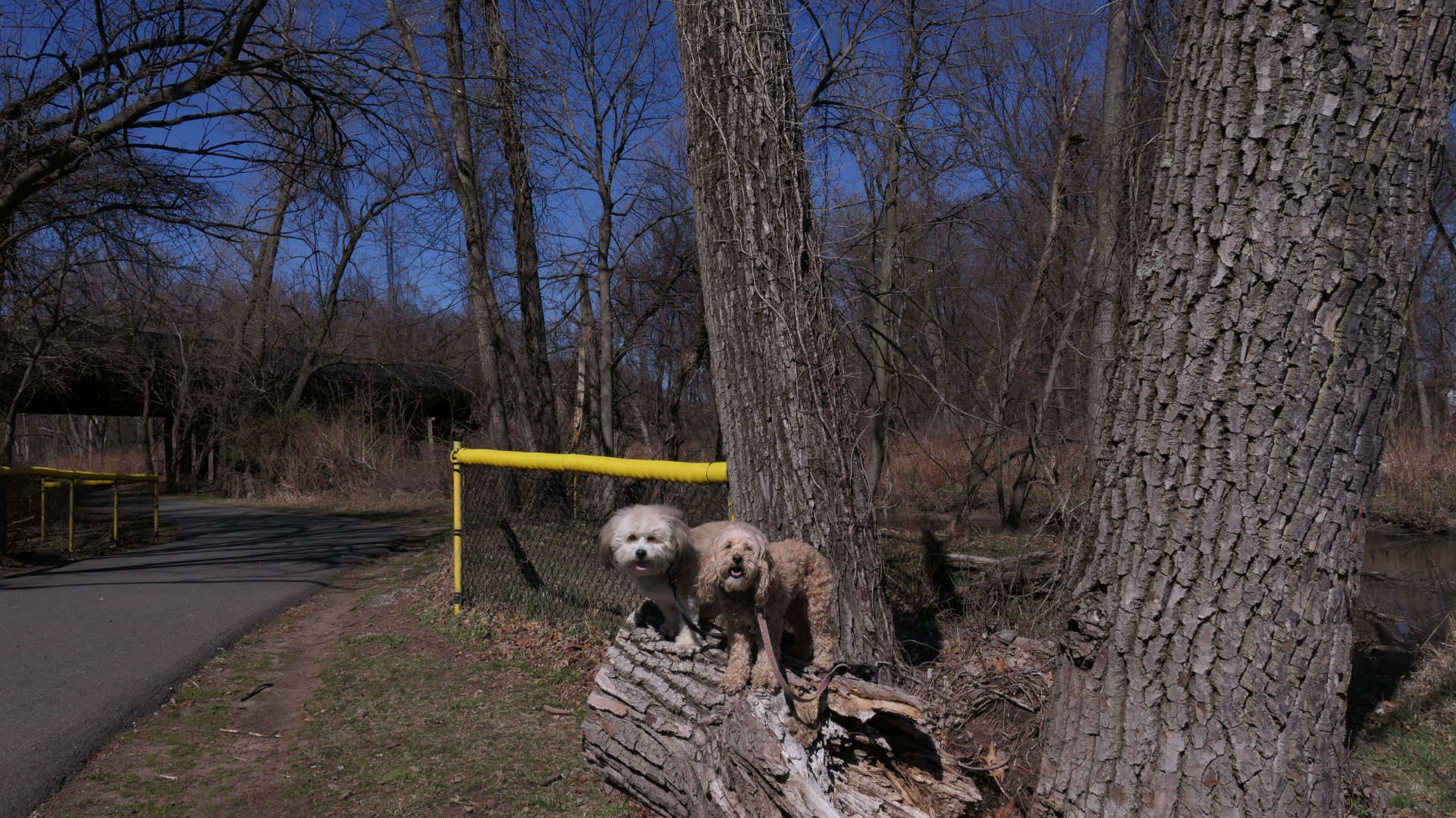 Saddle_Brook6