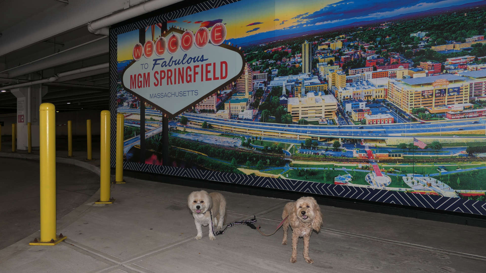 Springfield55
