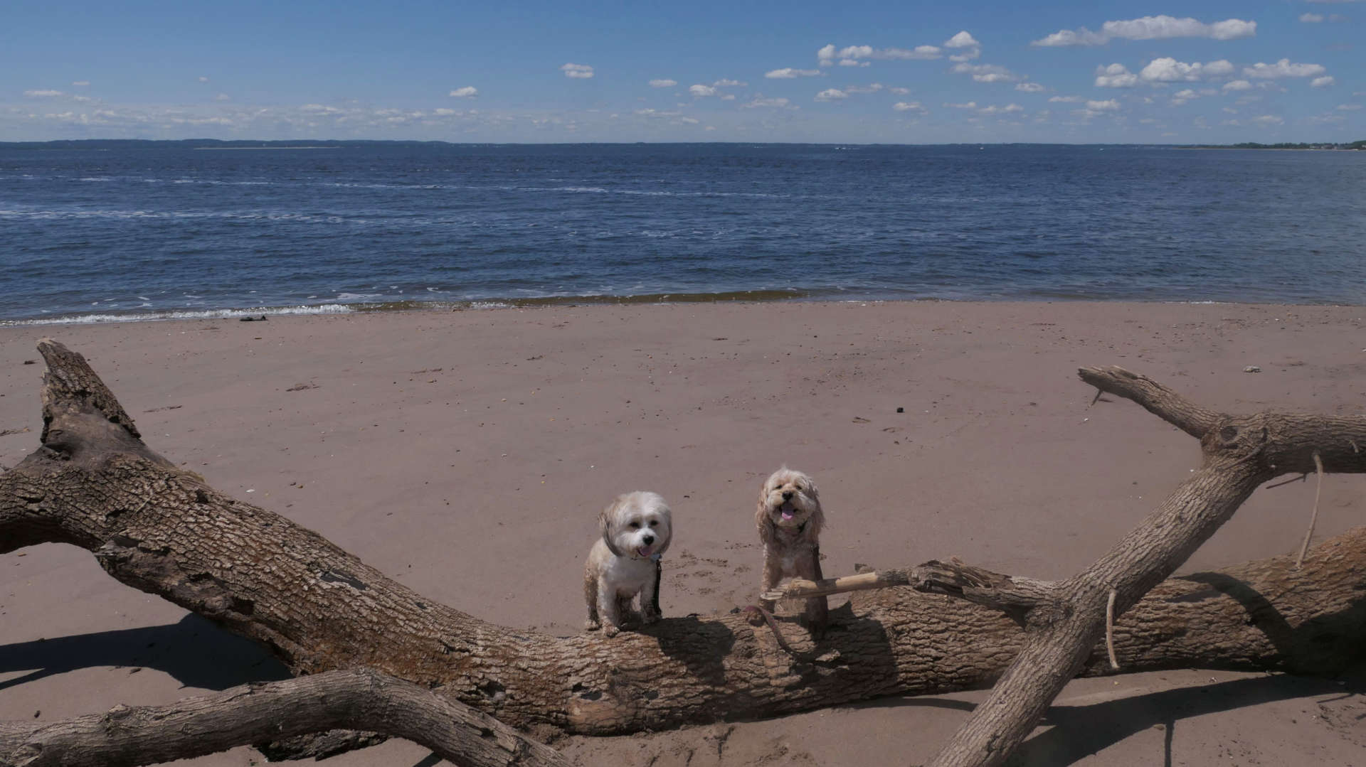 Staten_Island102