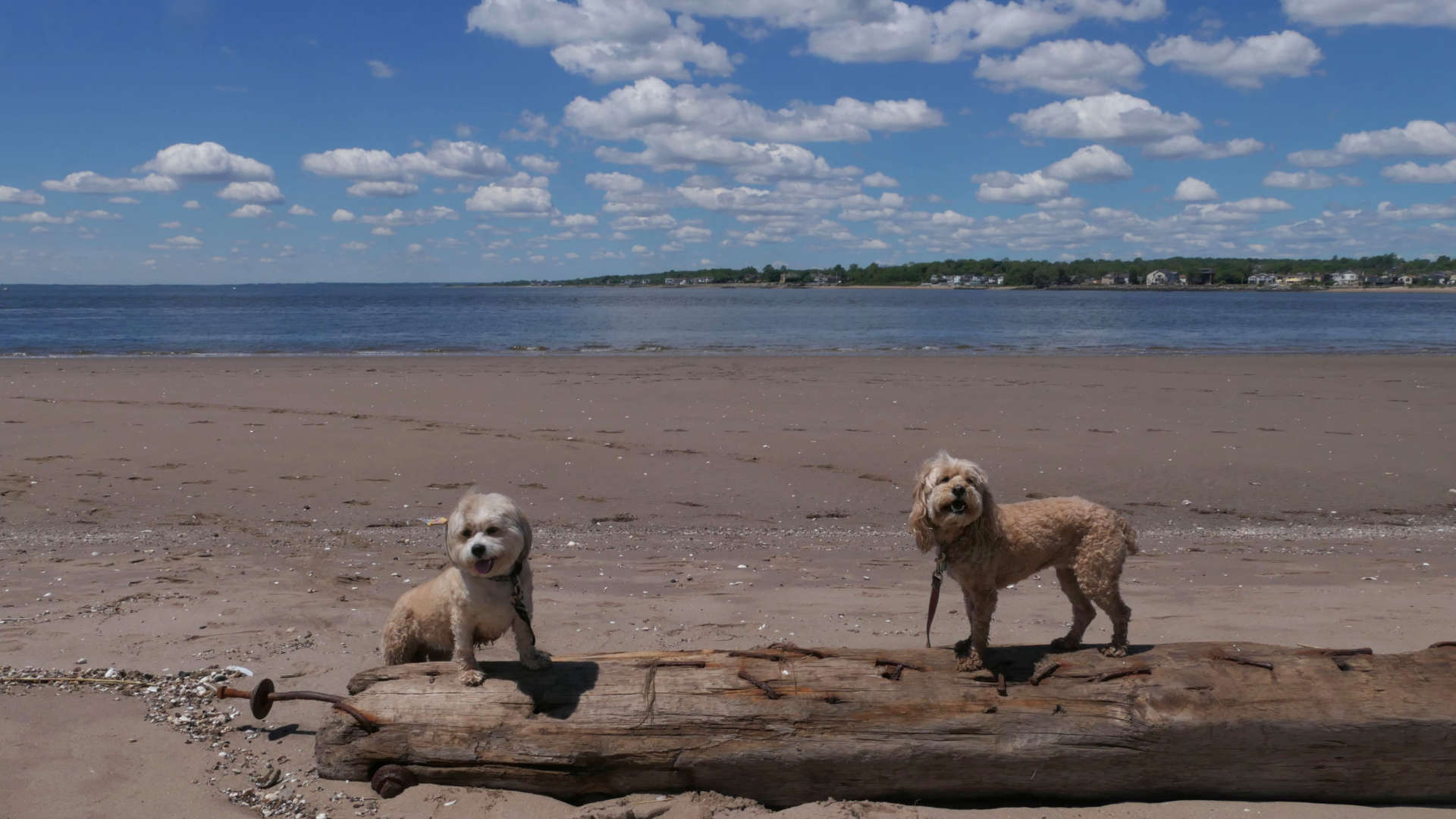 Staten_Island104