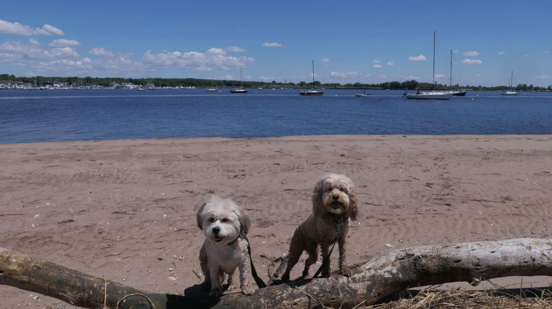Staten_Island108