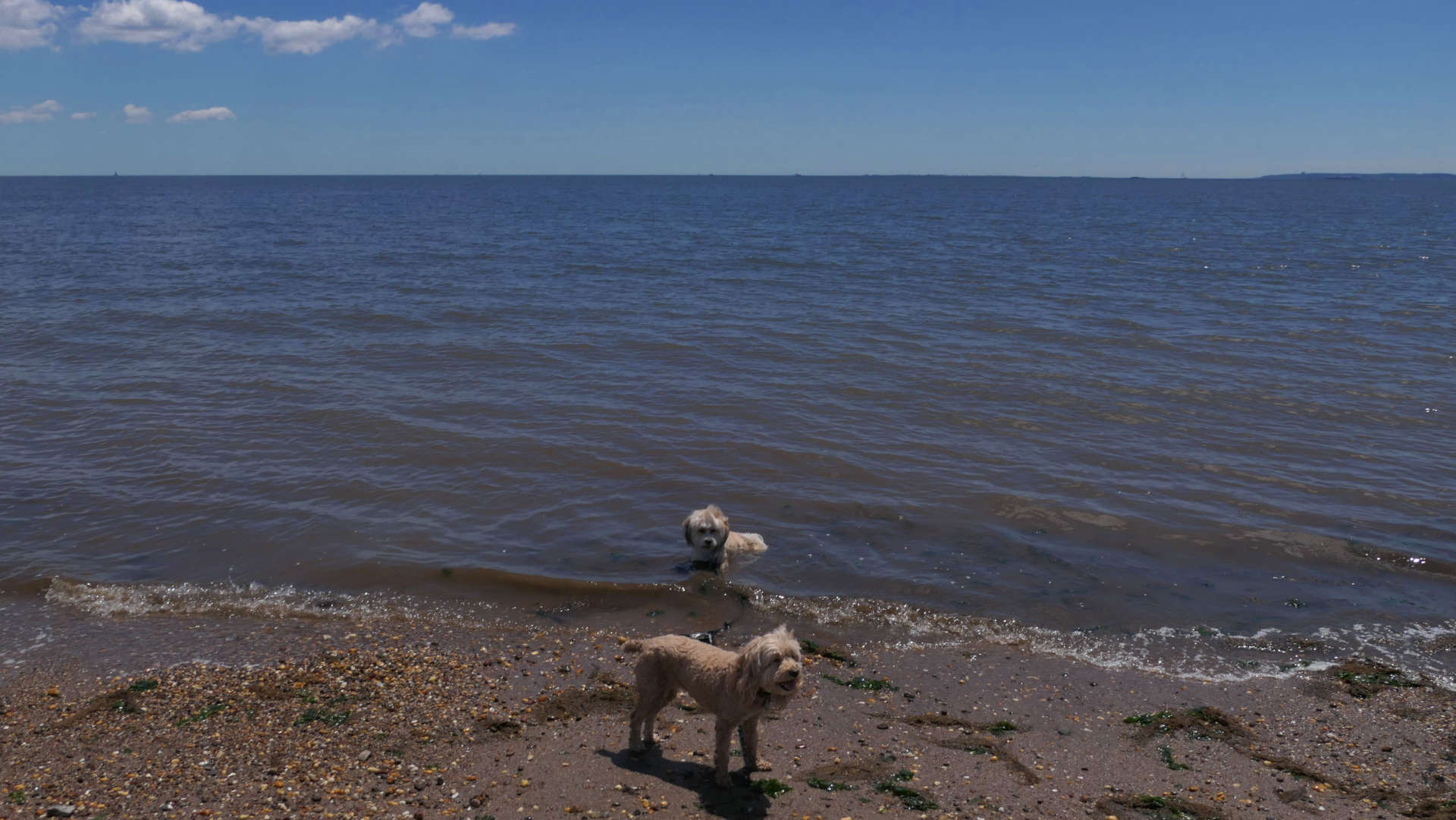 Staten_Island115