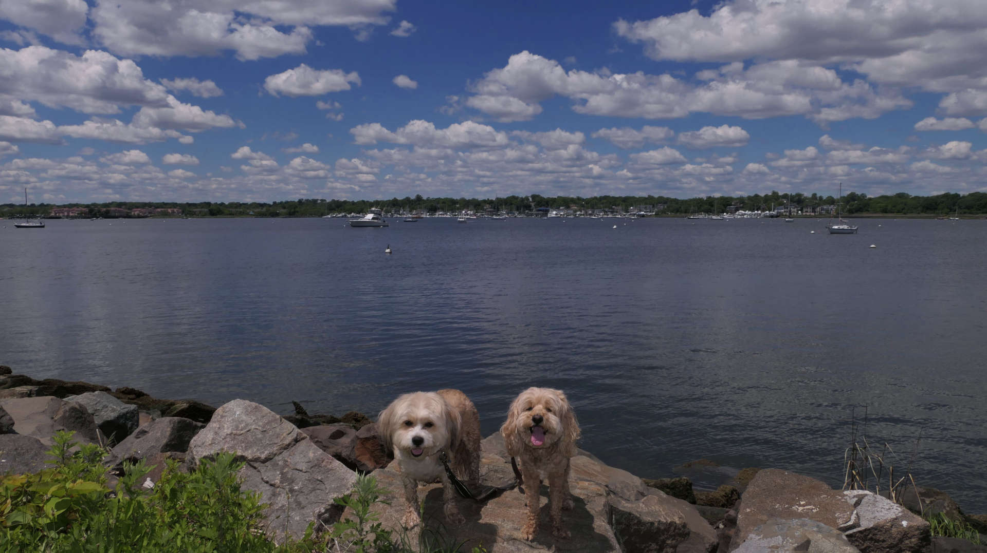Staten_Island117