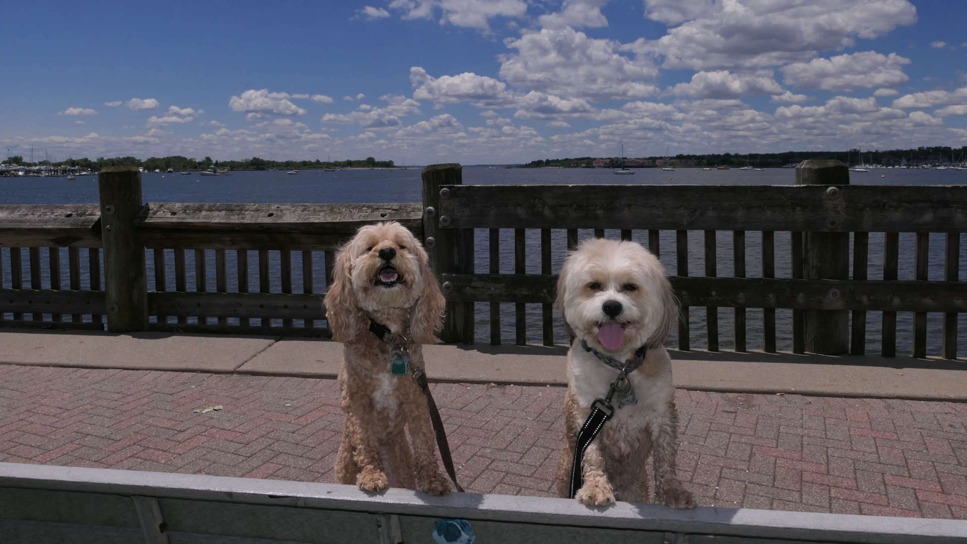 Staten_Island119