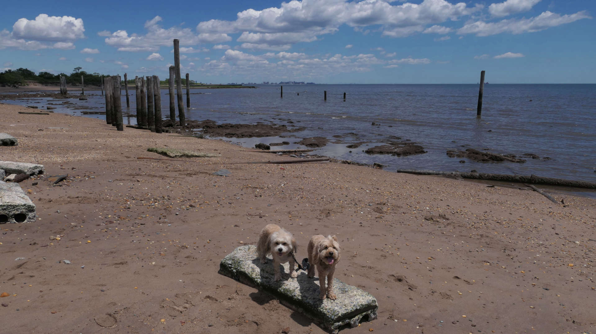 Staten_Island126