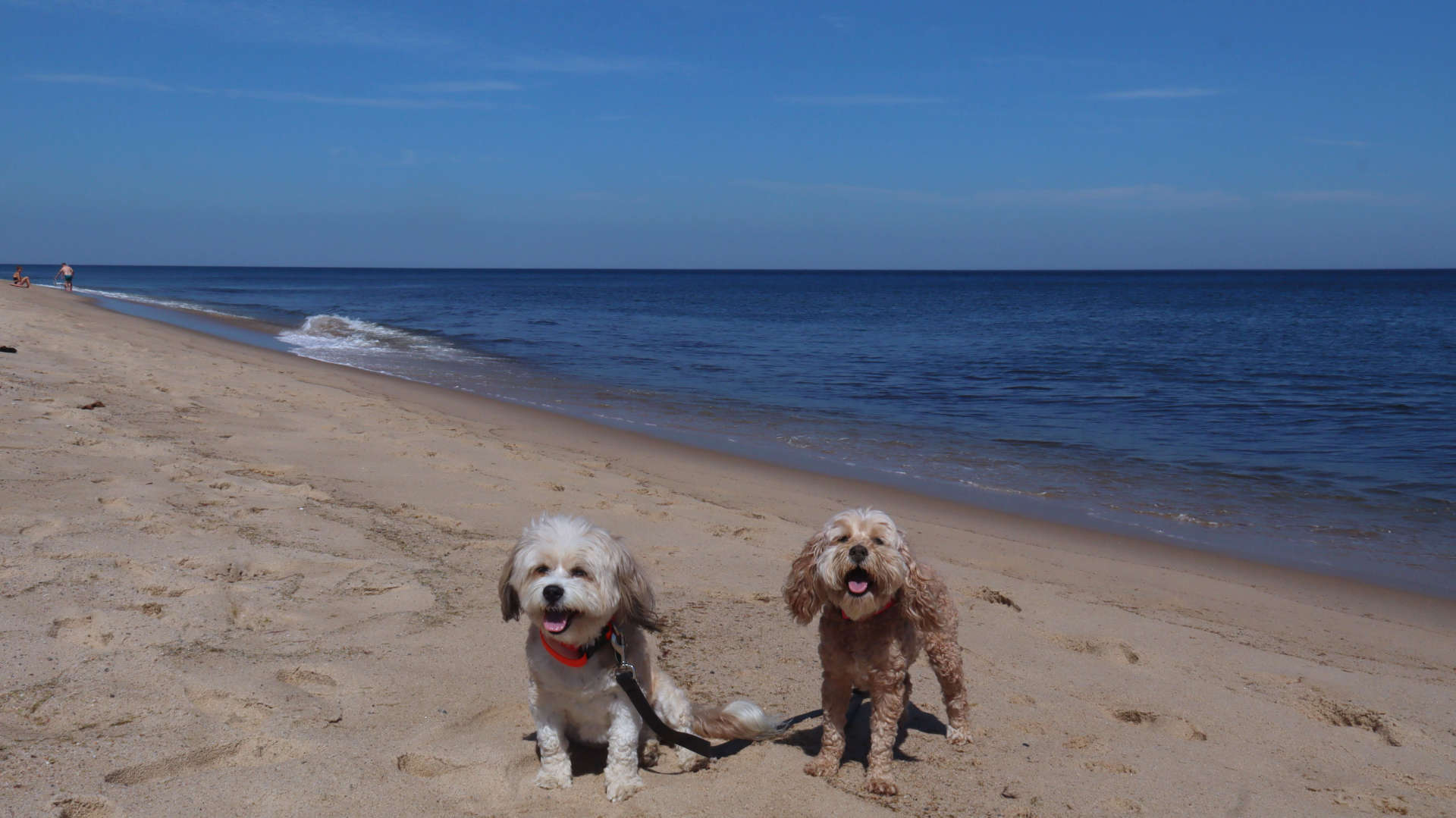Wellfleet68