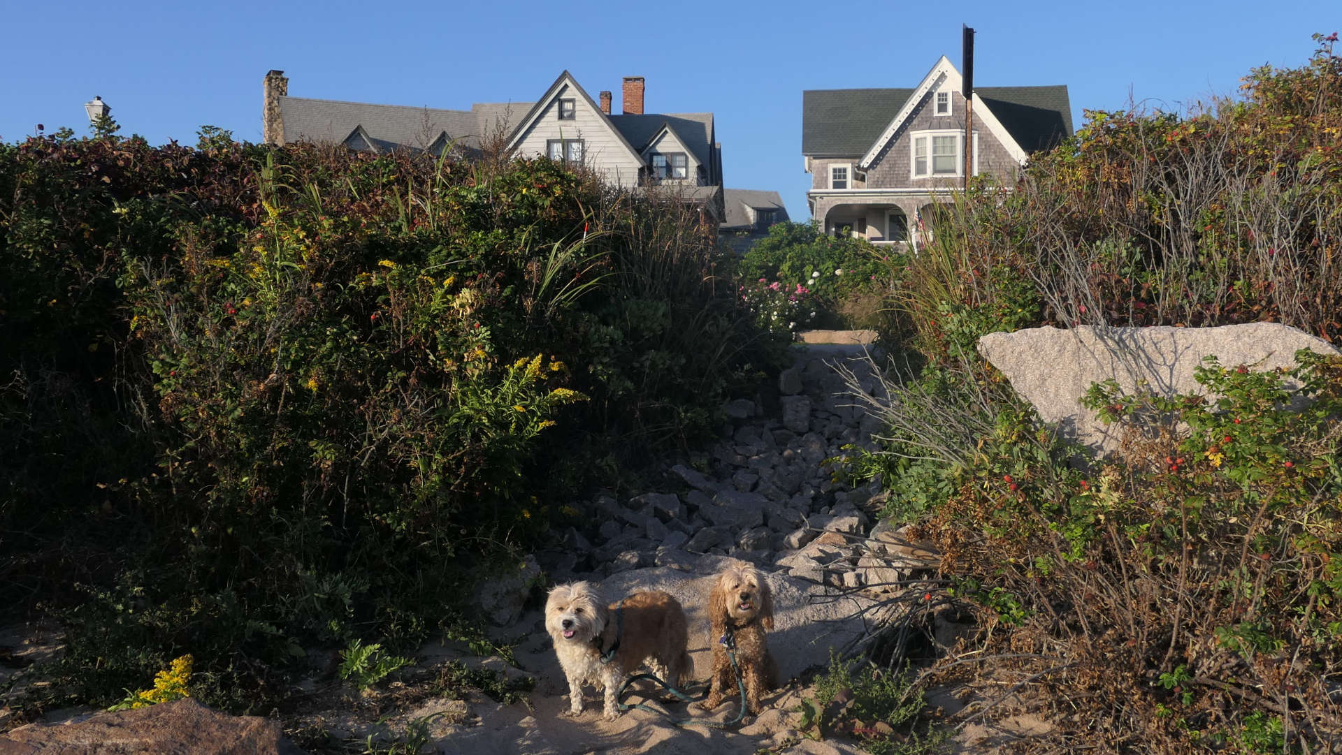 Westerly629